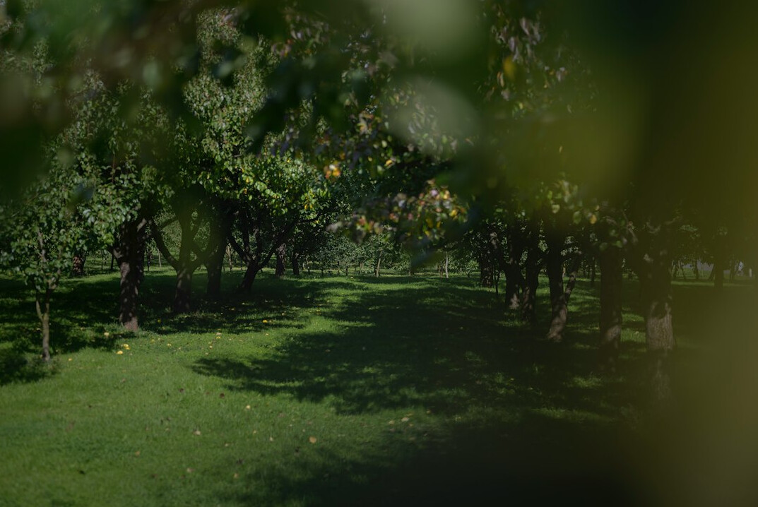 elderly man in orchard